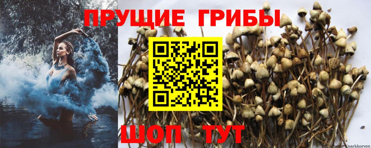 Псилоцибиновые грибы Psilocybine cubensis  Вход с VPN  Боровичи  Псилоцибиновые грибы Psilocybine cubensis 